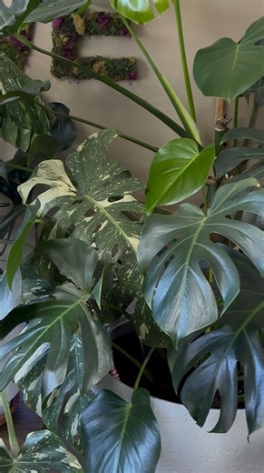 The Grove Salon- Hair, Nails, Lashes & Brows on Instagram: "When you are in an environment set up for you to THRIVE you will grow. A space doesn’t have to be “bad” to be wrong for you. Just like plants; we can survive in places not designed for us, but we may never grow to our full potential there. I needed more space. Low noise. Bright natural light. A comforting break room to rest, recharge, and fuel. I needed to see plants, sunshine and little details that show what I appreciate in life- natu