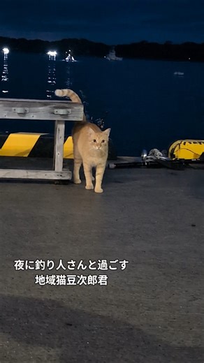 夜の港で地域猫豆次郎君と過ごしてきた #地域猫の日常 #地域猫の暮らし #ネコ #茶トラ猫 #catshorts #ねこ #夜の港 #夜の港町 #地域猫 #地域猫活動