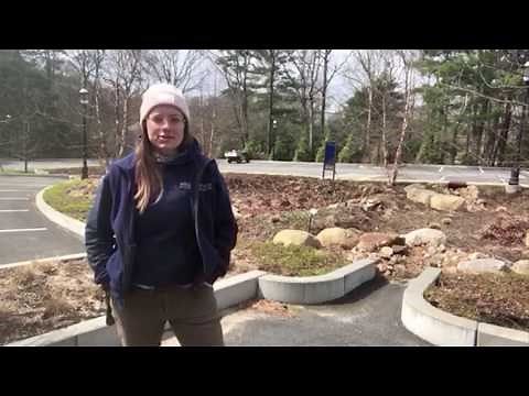 How does a Rain Garden and Bioswale work?