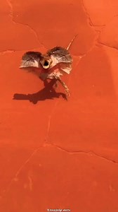 Very aggressive lizard #reels #facts #explorepage | A ranjan fact boy