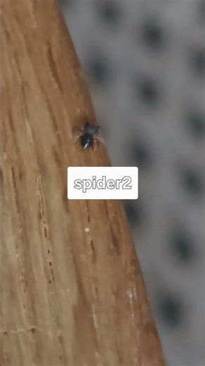 #animals super super2 #супер паук2