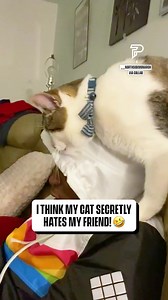 1.4M views · 70K reactions | Personal space? Not when the cat says no  | Dad Jokes | Facebook