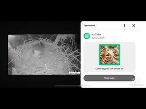 SWFL Bald Eagles 11/17/2025 23:43