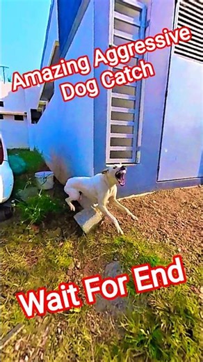 Amazing Aggressive Dog Catch Harihara #dog #streetdogrevival #amazing #ytviral #attack