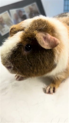 Roan teddy guinea pig has a coat that feels like wire wool