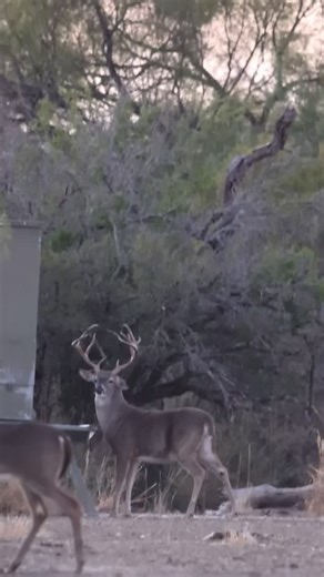 Unique 9 point to say the least! The bucks are finally starting to move with this weather change and pre rut activity. Good luck out there and Maximize Your Racks Potential with RaxMax! | RaxMax Deer Feed