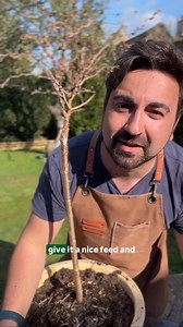 If you love a cherry blossom but don’t have the space in the ground then try growing one in a pot! This simple guide will show you just how easy it is to grow your own cherry blossom tree in a pot and what variety is best for your garden #cherryblossom #blossom #planttips #pottedplants #gardeningtips | Gardening with Ish