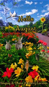 Hello August. 🌹 🤝 🌹 Singing & Photo © Harry Larsson. 🎤 🇸🇪 🎞️ #hello #august #nature #roses #hummingbird #colibri #butterflies #Harry #Lionel | Harry Larsson