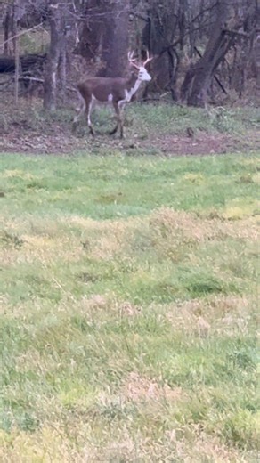 Going to be on hit list next year! #piebald #droptine | Hunt's End Deer Ranch