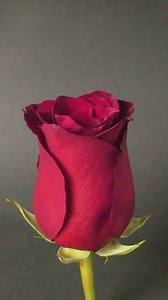 23K views · 107 reactions | Create Your Own Rose Resin Masterpiece ✨ #123go | 123 GO | Facebook