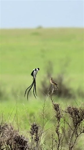 Incredible Pin Tailed Whydah Mating Dance! 🐦✨