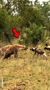 7.1K views · 79 reactions | Hyena vs. Wild Dog Who Dominates the Ultimate Battle  . #viral #trending #amazing #reels | HR Mahto | Facebook