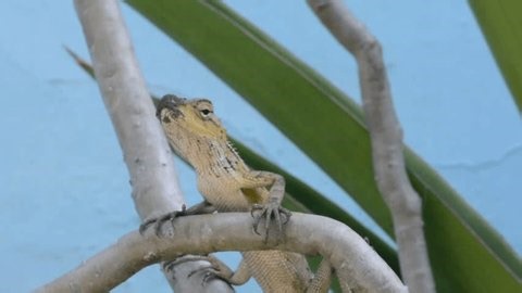 clip-3962516831-detailed-macro-yellow-headed-garden-lizard-clump-dirt