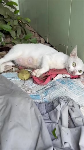 123K views · 858 reactions | Follow the journey of forgotten cats as they're rescued from the streets. M8630 | Dog Stories | Facebook