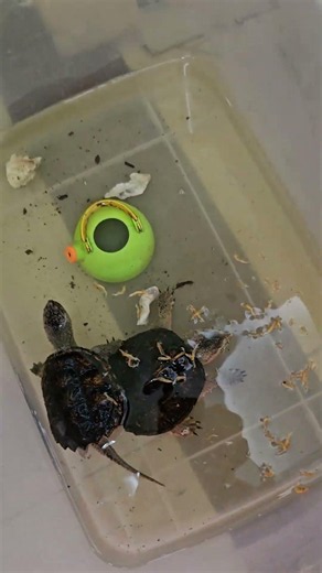 How tasty are dried shrimp for aquatic turtles?