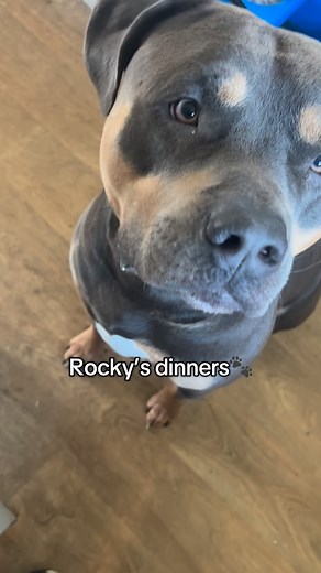 20 reactions | Rocky’s dinners #dogs #dogsoftiktok #cooking #dogfood #fyp | Josie’s Cake Co | Facebook