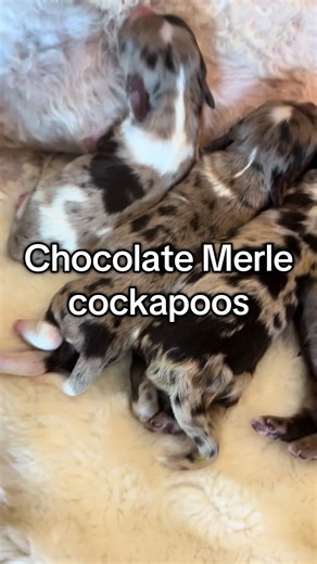 Chocolate Merle Cockapoos: Help Name These Adorable Puppies
