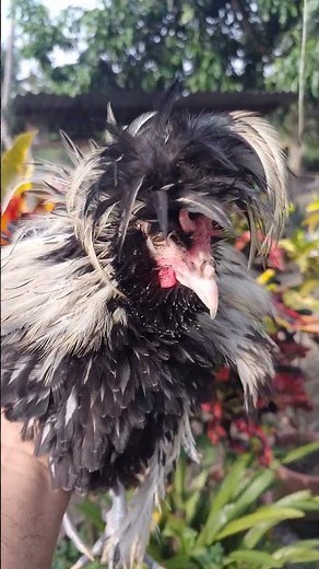 Polish Frizzle Chicken | The Curly-Feathered Beauty of Poultry.