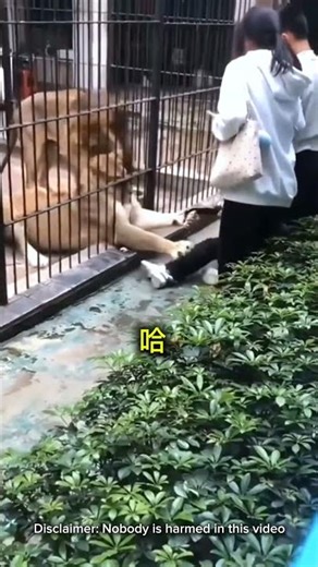 This is Why You NEVER Get Too Close to Lion Enclosures 🦁😱 #shortsfeed #lion #lionswatch