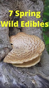 262K views · 3.2K reactions | 7 Spring Wild Edibles to Forage this Year! #foraging #wildedibles #bushcraft #wildfood | Son of a Bear Herbs | Facebook