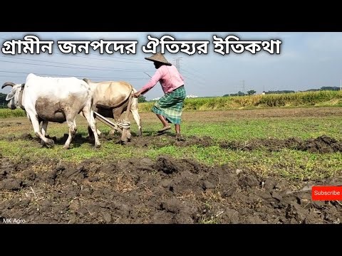 Deep Plowing with Oxen || Ancient methods || Agriculture || Oxen video || farmers&Cow #farming