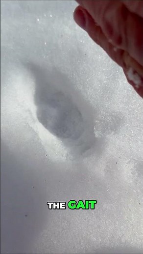 Coyote vs. Dog Tracks: Spot the Difference!