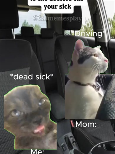 Funny Cat Memes: The POV of Going to the Doctor
