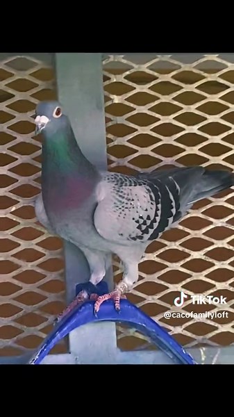 CACO FAMILY LOFT (@cacofamilyloft)’s videos with Chan chan - Compay Segundo