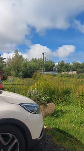 Guided Tour....Part One of Four These are (very roughly filmed) videos showing you around the rescue. Taken 1st July 2025. We are always a work in progress 🤣 | Islay Dog-Rescue