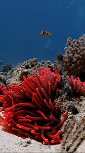 Amazing nemo 🎥: @idiveoceans | Diving Specials