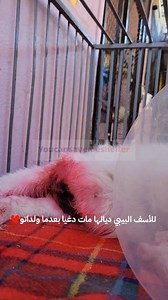 1.6K views · 83 reactions | The hormonal imbalance that causes a...