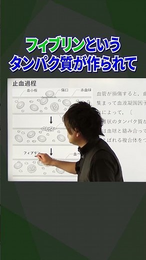 #shortstudy 生物 【血液凝固のしくみ】#理科 #生物 #共通テスト