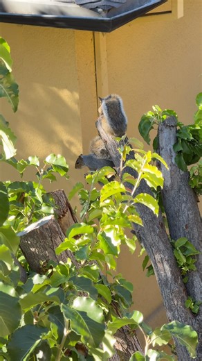 Tree-Top Screamfest: Squirrels on Alert!