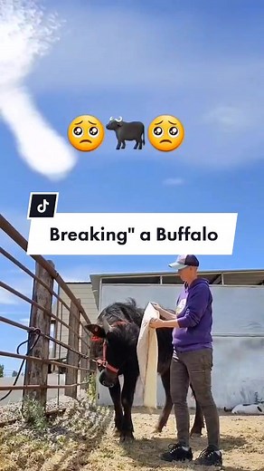 Saddle Cattle! #k9cowgirl #heatherbeck #saddlecattle #waterbuffalo #breaking #caninecattleandcamelranch