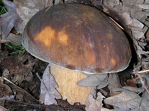 SEI MINUTI CON L'AEREUS. Nel cuore della serata, un bel video di ricerca del porcino nero o bronzino, Boletus aereus. Si tratta del fungo protagonista del prossimo numero in edicola di Passione Funghi & Tartufi! :) Spediteci le vostre foto a redazione@pasfunghi.com | Passione Funghi & Tartufi