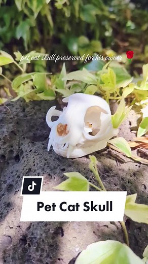 Preserved Pet Cat Skull: Unique Memorial and Taxidermy