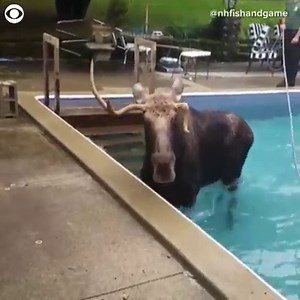 4.6M views | A young moose got stuck in a swimming pool in Bedford, New Hampshire Tuesday evening. It’s mating season and while the bull was looking for a mate, he got stuck in a pool with no stairs. Conservation Officers dropped a wooden staircase into the pool and coaxed the moose out. | CBS Newspath | Facebook