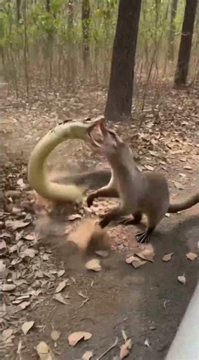 Snake vs Bee The Unbelievable Battle You Have to see? 🐍🐝#wildlife #shorts