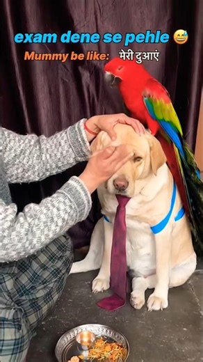 Tere sath hongi 😂 || labra rubi || #youtubeshorts #shorts #labrador #dog #funny #viralshort #memes