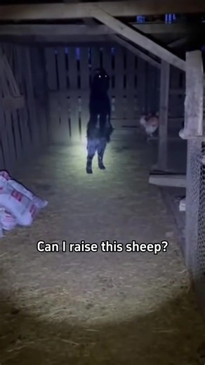 The last sheep is really scary#science #popular #usa #sheep | sheep