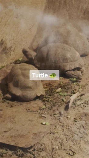 Understanding Turtle Behavior and Habitats