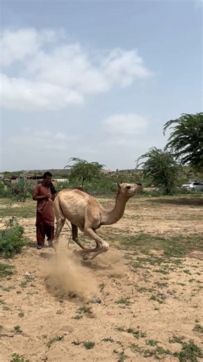 رجل يدفع الجمل