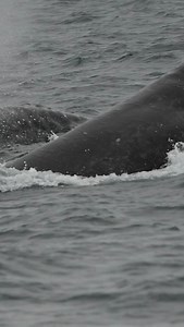 Gray Whale Breaching calf today, soooo adorable! 🐋🩵🐋 Mom and baby Gray Whales migrating together. . Mama is teaching the calf, “Now take a close look, this is Dana Point! Get to know this landmark because next year I won’t be beside you as you make this migration. You’ll know you are almost to the lagoons when you see the Dana Point Headlands!” 🎥 by Deckhand Otto on the Dana Pride | Dana Wharf Whale Watch