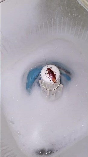 Cockroach Goes for a Spin on Washing Machine || ViralHog