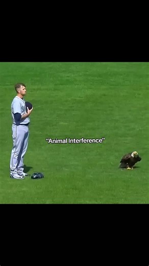 Animal Interference in Sports Moments: A Unique Compilation