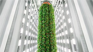 World's first indoor vertical farm using AI to grow strawberries all year round