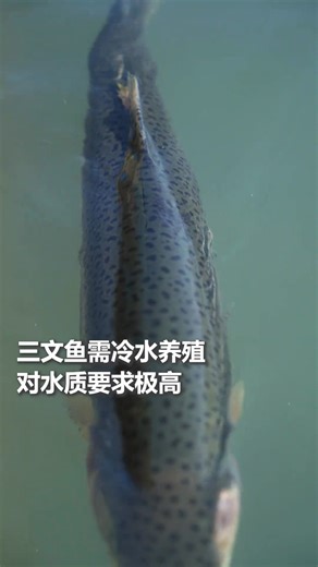 Ever heard of the Flaming Mountains? 🔥 They’re the hottest place in China, a famous landmark brought to life in Journey to the West, where the Monkey King, Sun Wukong, used a magical palm-leaf fan to cool the searing flames. Today, this legendary land has a new story. Locals in Xinjiang have built ponds here to raise salmon, a cold-water fish thriving in an unexpected place. Fed by crystal-clear snowmelt and water drawn from Qanat wells, these fish grow in pure, refreshing streams amid the dese