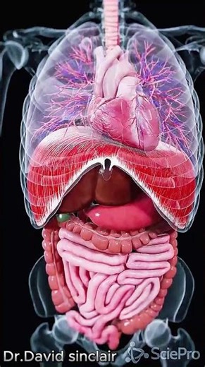 Explore the Dynamic Movements Inside Your Body #anatomy #meded #3danimation