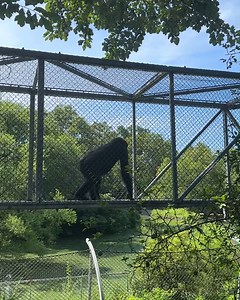 26K views · 861 reactions | Our western lowland gorilla family explores the Great Ape Zoo360 trail! 轢 | Philadelphia Zoo | Facebook
