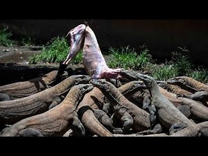 Komodo Dragon swallow Whole Goat Forcefully | Monitor Lizards Eating Goat In Village | PKS HUNT |